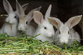Domesticated Rabbits