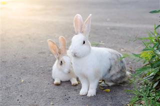 Two Rabbits On The Road