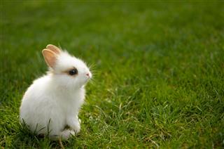 Bunny Sitting In Grass