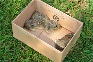 Baby Rabbits In Cardboard Box