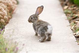Beautiful Rabbit