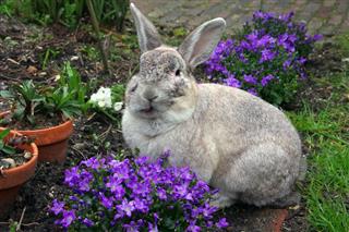 Rabbit Eating Garden Flowers