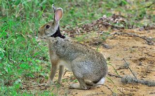 Rabbit In Yala National Park