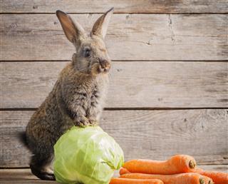 Funny Rabbit With Vegetables