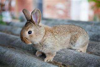 Fluffy Brown Rabbit