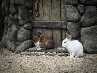 Rabbits Sitting