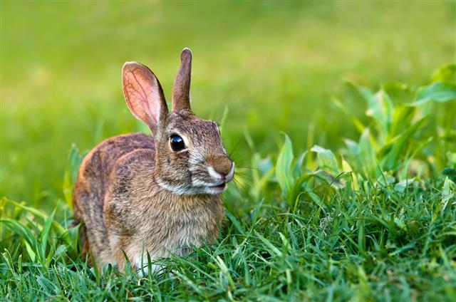 Cottontail Rabbit On Grass