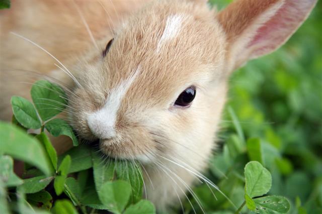 Rabbit Munching Leaves Plant