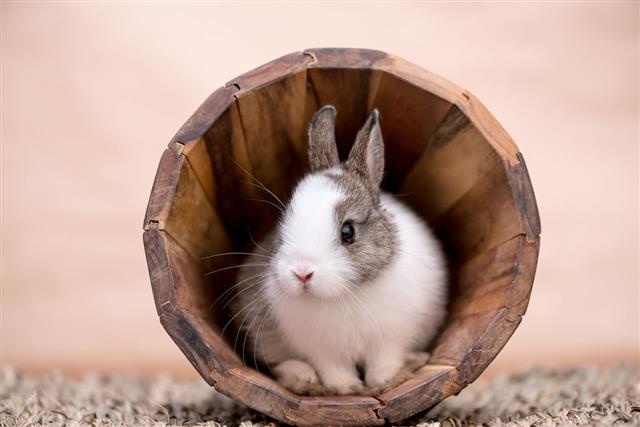 Bunny In Flower Pot