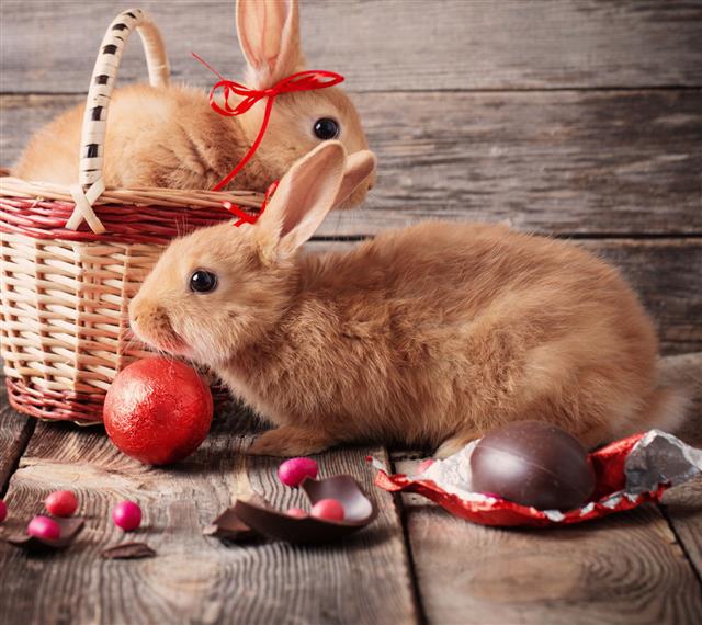 Rabbits With Chocolate Eggs