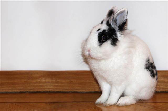 Adult White Rabbit
