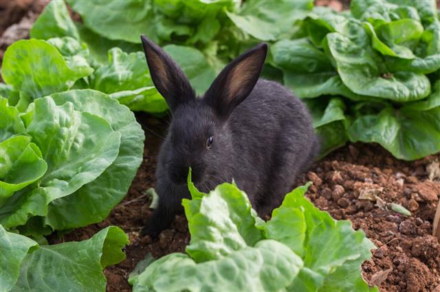 Rabbit In Garden