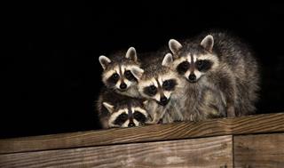 Four Cute Baby Raccoons