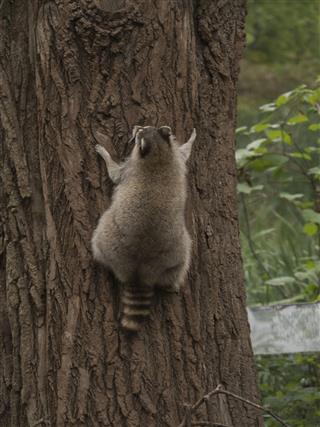 Raccoon Climbing A Tree