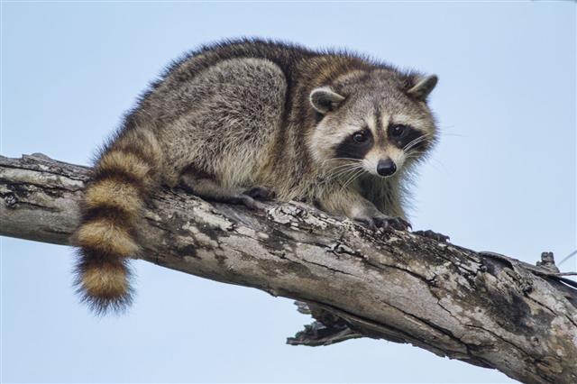 Raccoon On Wood