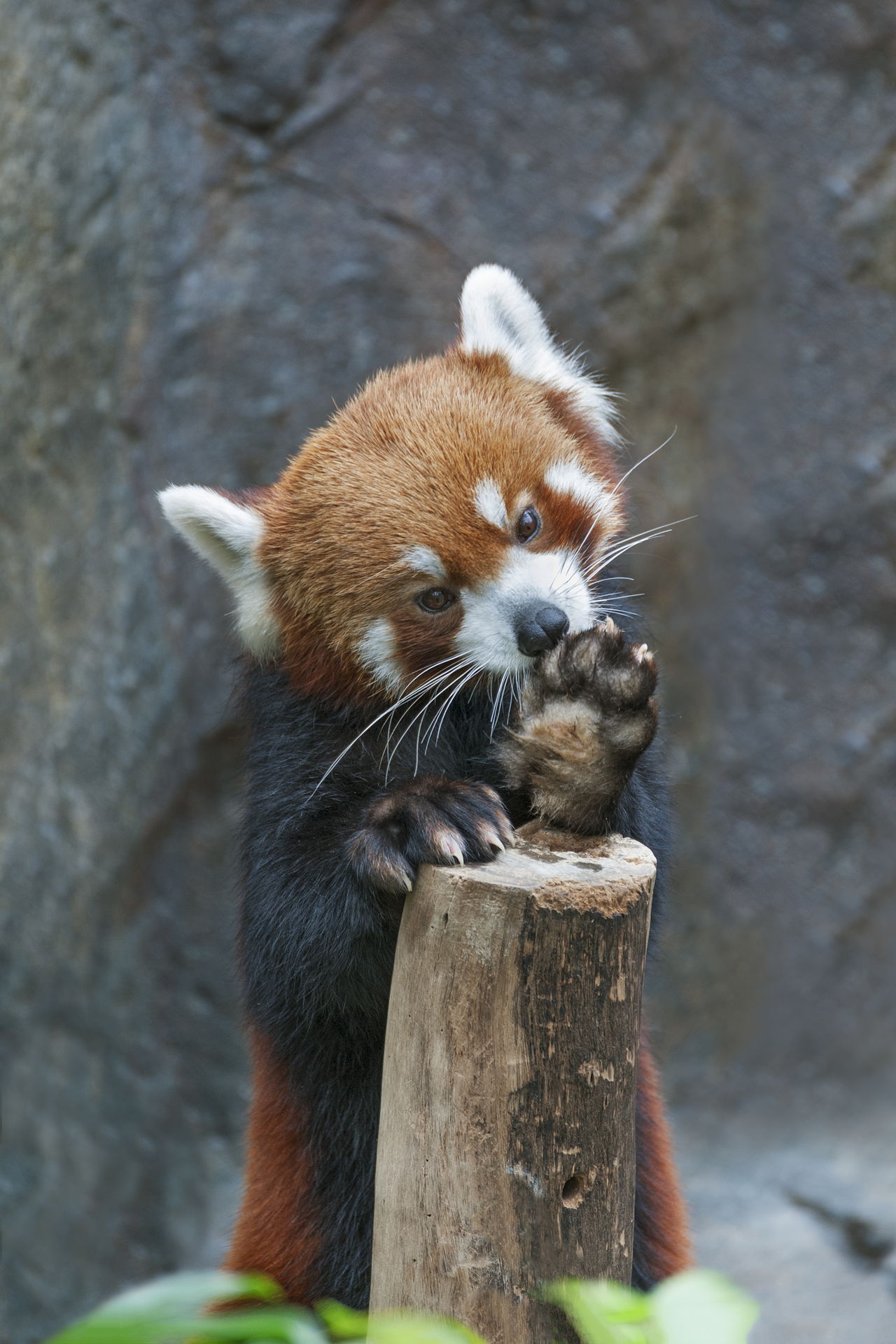 Red Panda Adaptations - Animal Sake