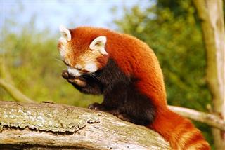 Red Panda Sitting On A Tree Trunk