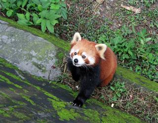 Red Panda In Zoo