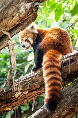 Red Panda Sitting On Tree