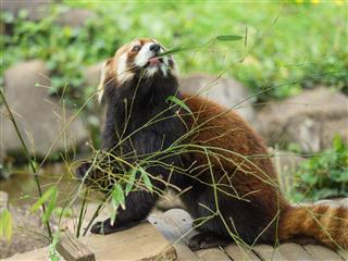 Lesser Panda Eating Young Bamboo Leaves