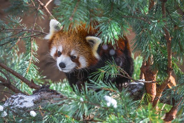 Red Panda In The Pine Trees