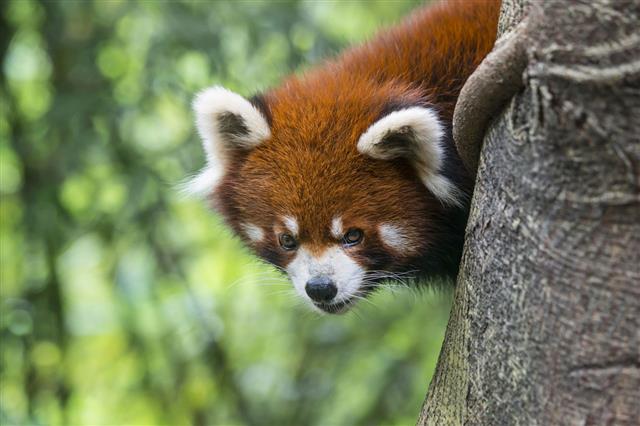 Red Panda Sitting On A Tree