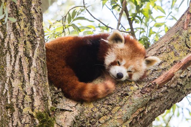 Red Panda Napping