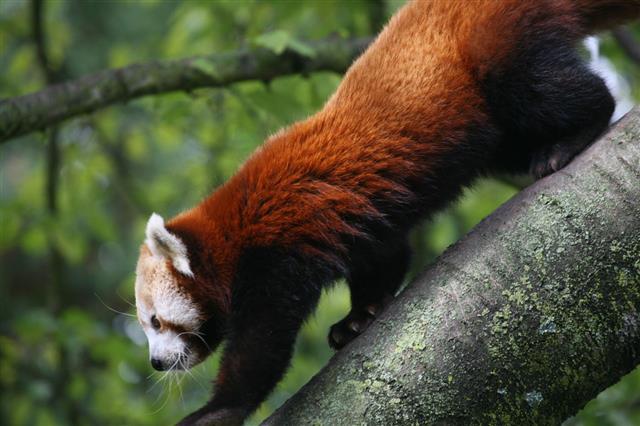 Red Panda Walking On The Tree