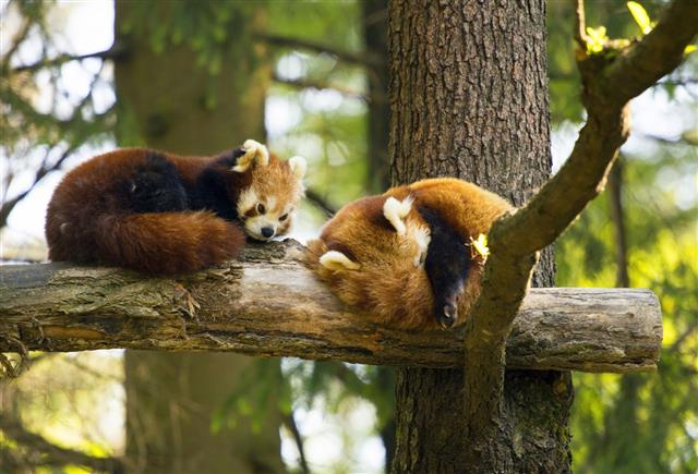 Pair Of Red Pandas