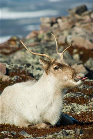 Reindeer Showing Tongue
