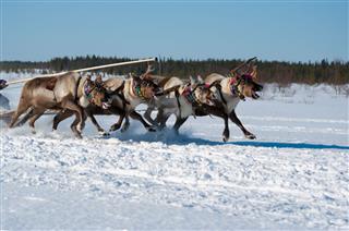 Reindeer Race