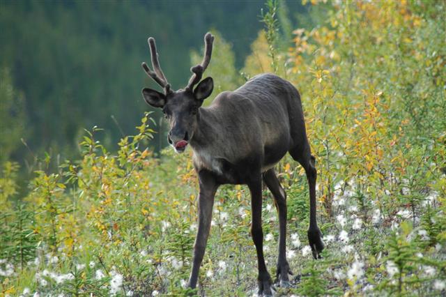 Forest Caribou