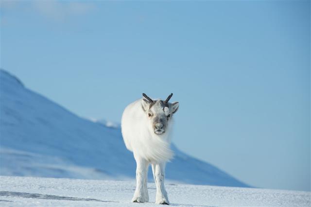 Arctic Tundra Animals - Animal Sake