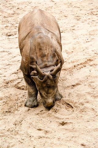 Young Indian One Horned Rhinoceros