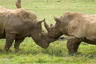 Fighting Rhinos