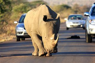 White Rhinoceros Walking On The Road
