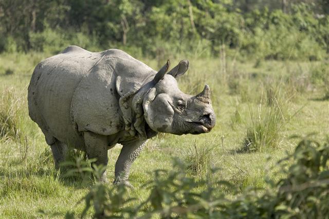 Indian Rhino Bull