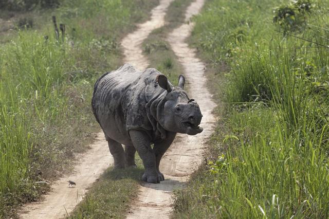 Indian Rhino In Chitwan