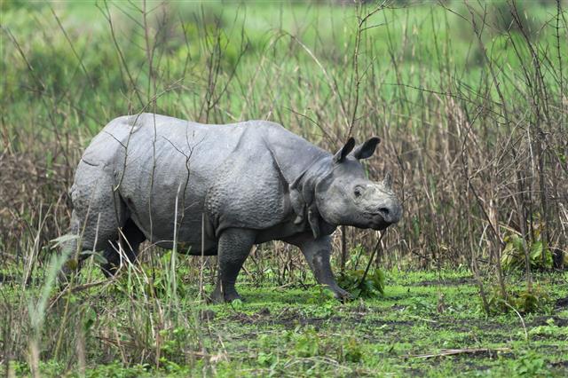 Single Horned Indian Rhino