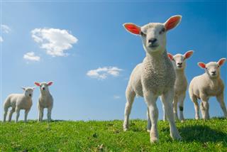 Lambs On Green Grass