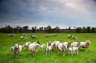 Irish Sheep