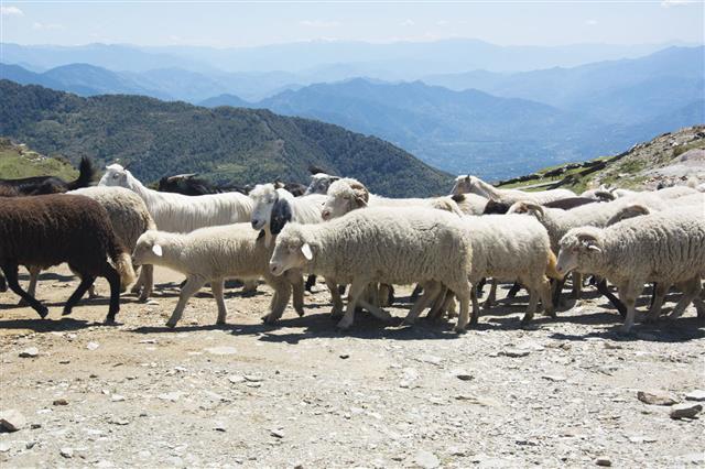 Flock Of Sheep In The Mountains