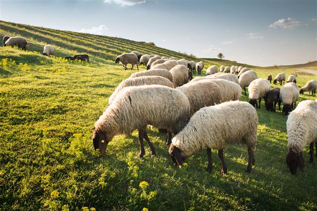 Flock Of Sheep Grazing