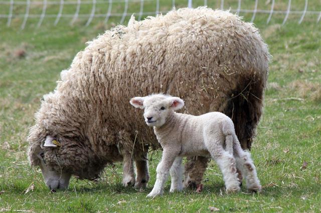 Mother And Baby Sheep