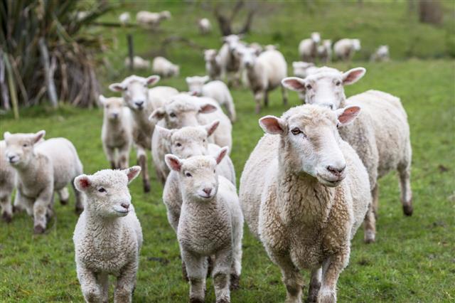 Lambs And Sheep
