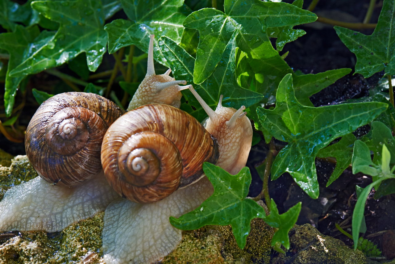 1280-496830029-two-snails.jpg