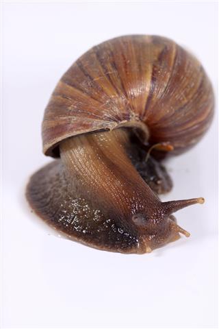 Snail And Shell