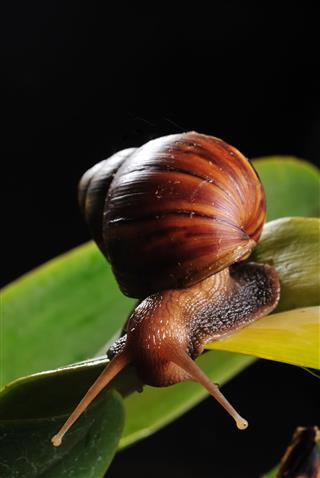 Snail On Leaf