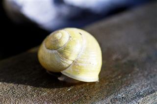 Close Up Of Yellow Snail Shell