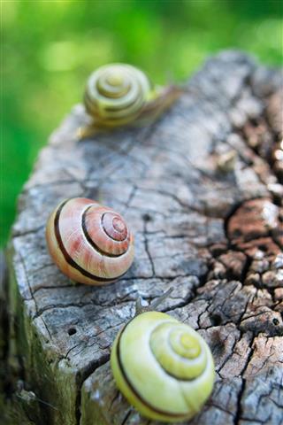 Snails On Wood